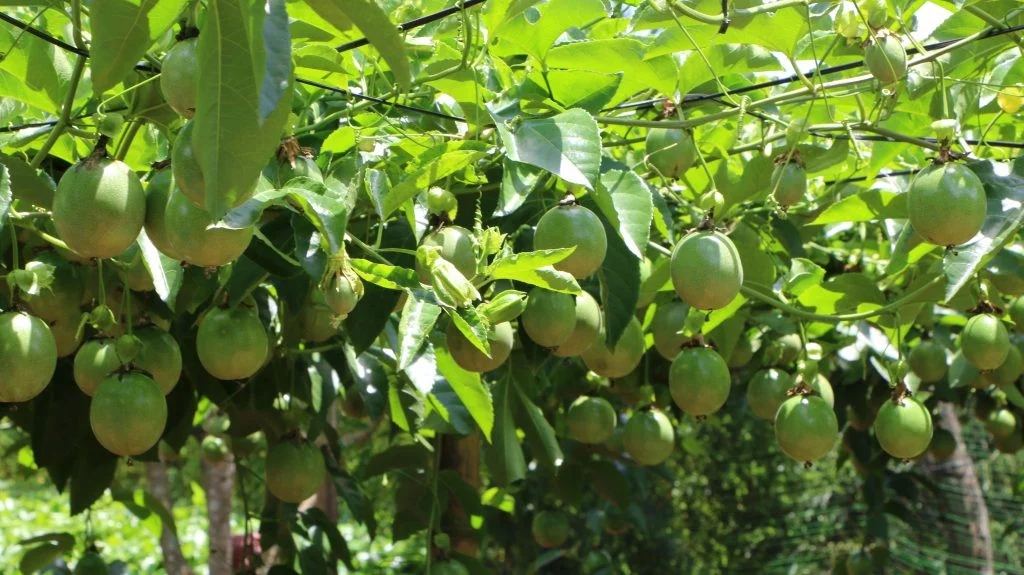 Tiềm Năng Xuất Khẩu Chanh Dây